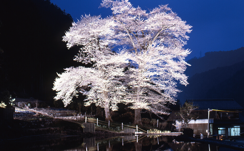 苗代桜