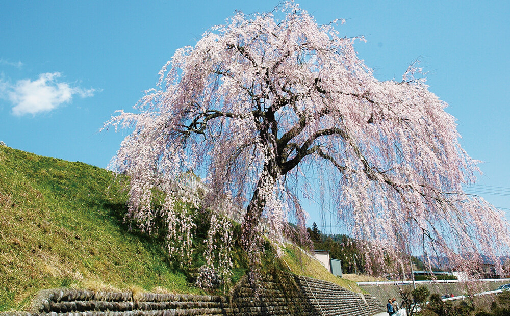 萩原桜めぐりツアー